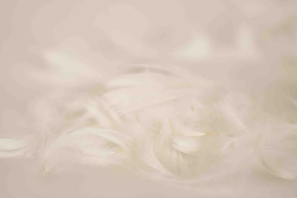 Feathers 2 BF-W.webp