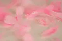 Feathers 2 BF-LP.webp