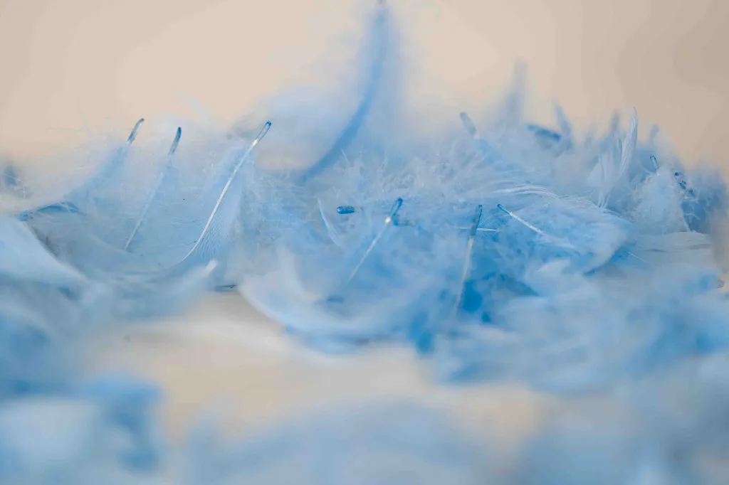 Feathers 2 BF-LB.webp